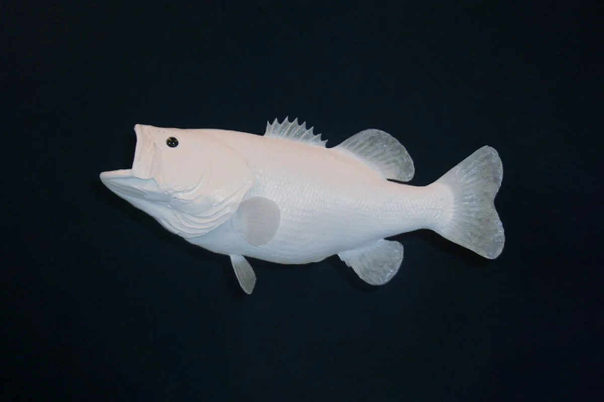 Caught an Albino Bass? Here’s What You’re Looking At