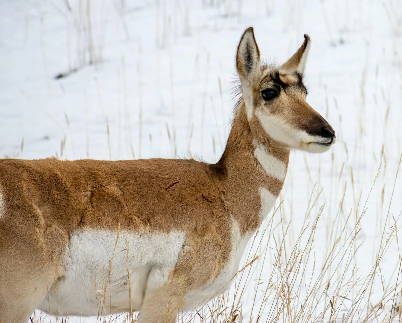 The Royal Teton Ranch Deal Explained: What Montana Hunters Need to Know About the Conservation Win That Protected Yellowstone’s Northern Corridor