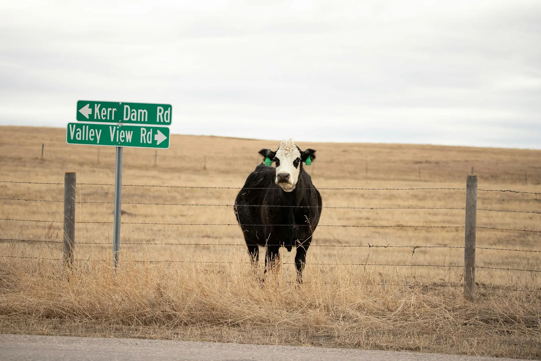 Montana Stockgrowers 142nd MidYear Meeting: May 27-29 in Great Falls