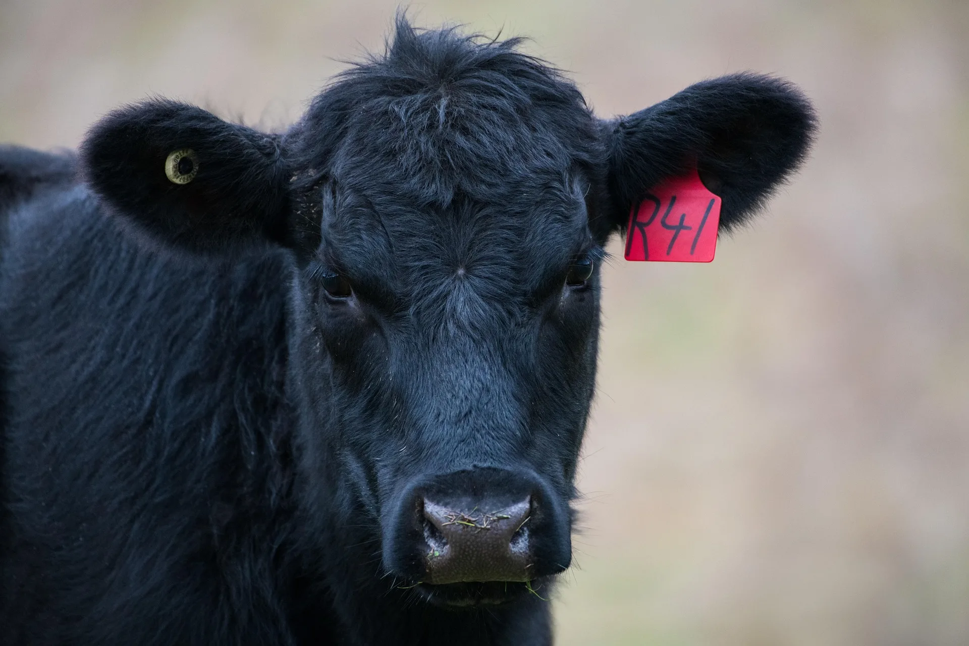 BLM issues proposed decision for Black Canyon Allotment grazing lease