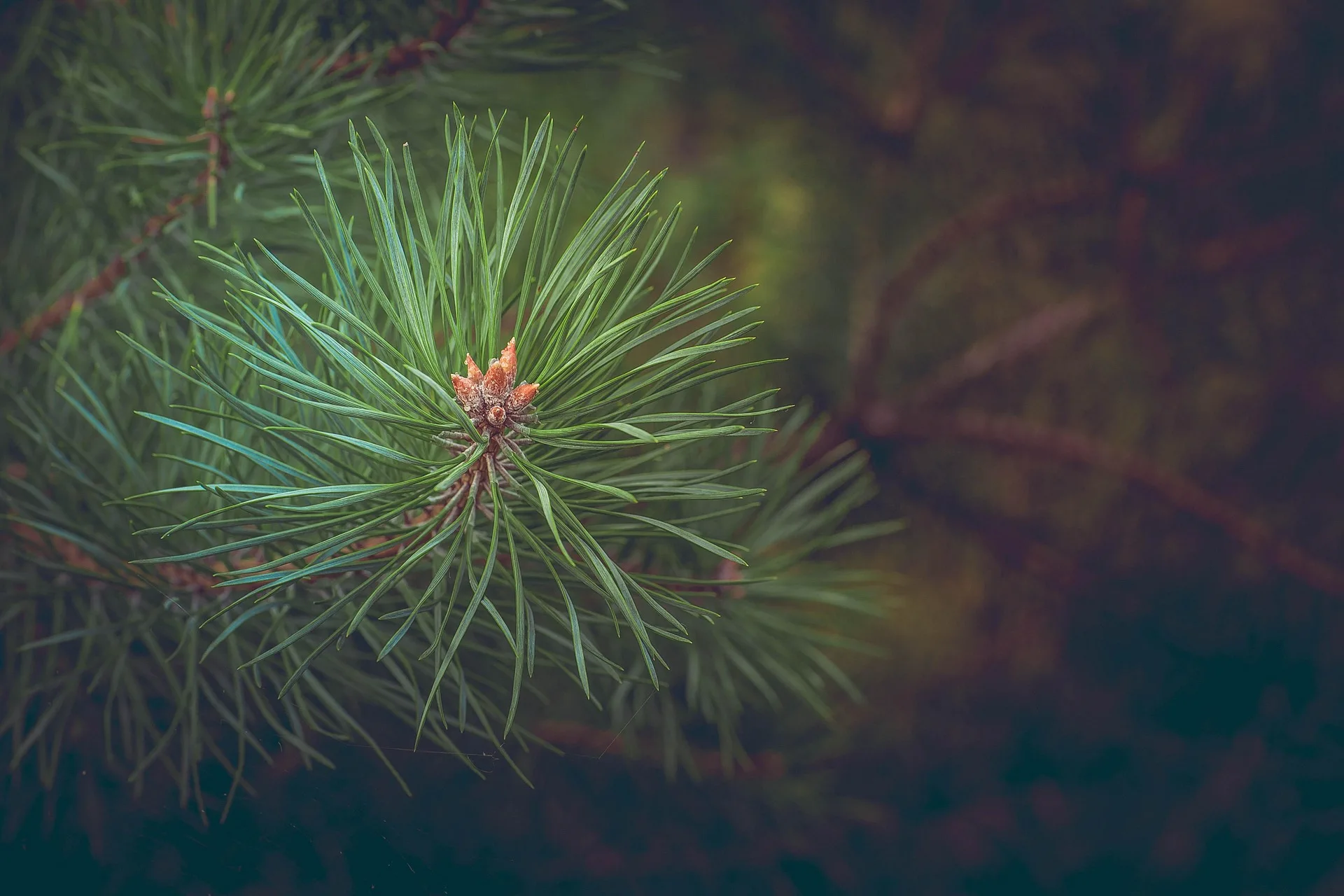 Final Decision Signed for Wilkes Cherry Fuels Reduction and Forest Health Project