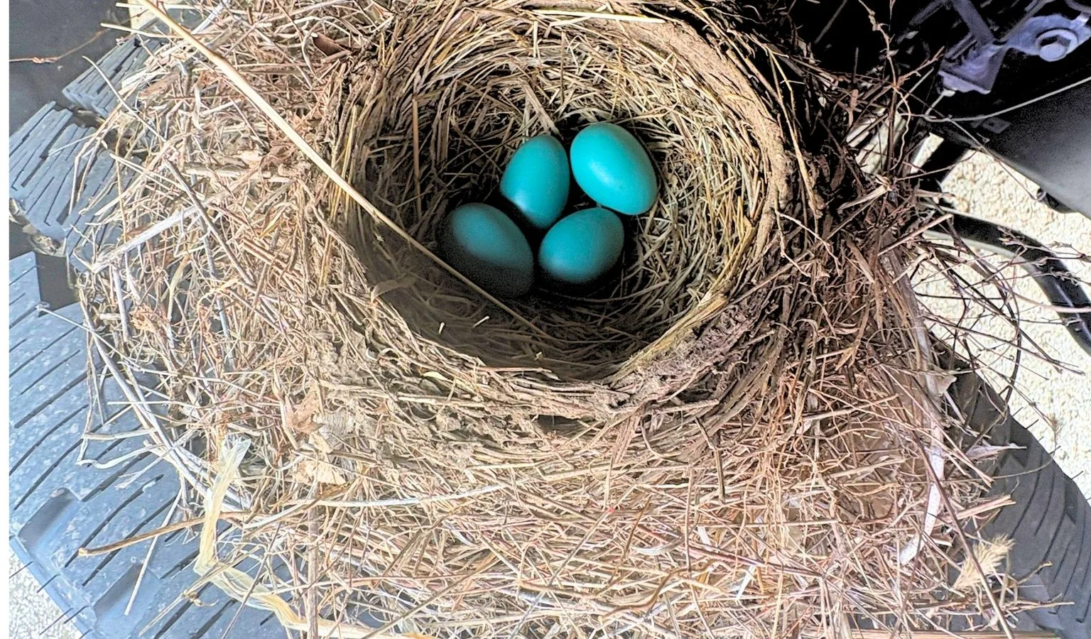 Squatter’s Rights: Why an F-250 Suddenly Became a Federal Nature Preserve