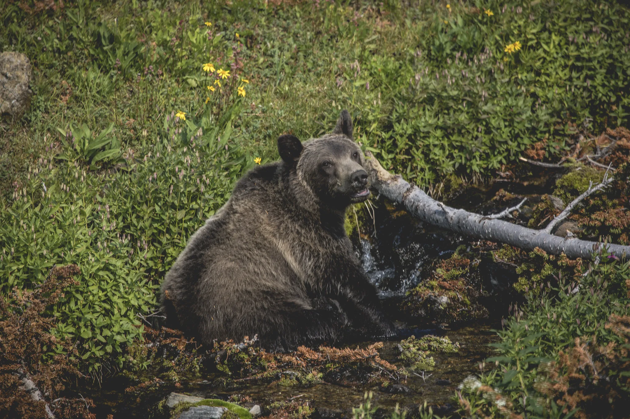 Hiker Injured by Grizzly Bear at Glacier National Park 