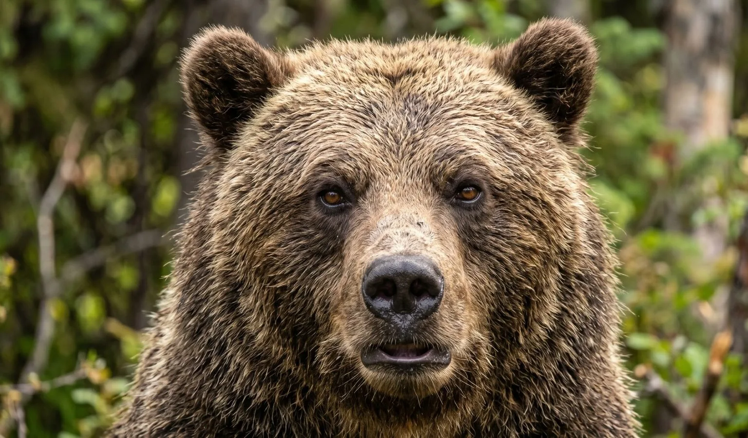 Grizzly Buffet: Part of Point of Rocks FAS Temporarily Closed