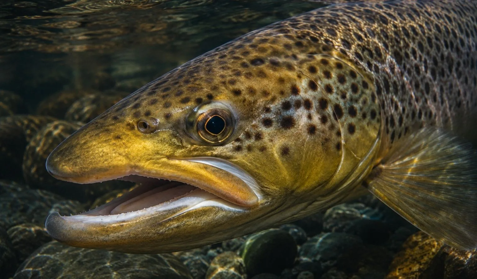 Beaverhead and Big Hole River Fishing Report – June 2026