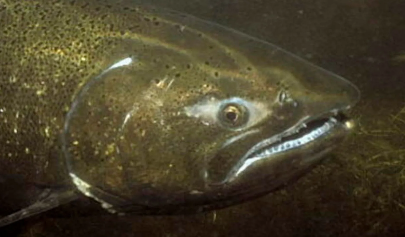 Chinook Update: The Salmon Are Taking Their Sweet Time (and We’re Feeling the Pinch)