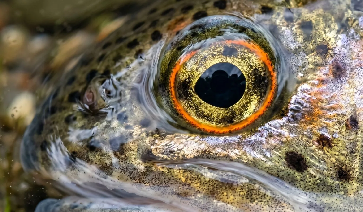 Top Fishing Spots in Montana: Canyon Ferry, Hauser, and Holter 6.15.26