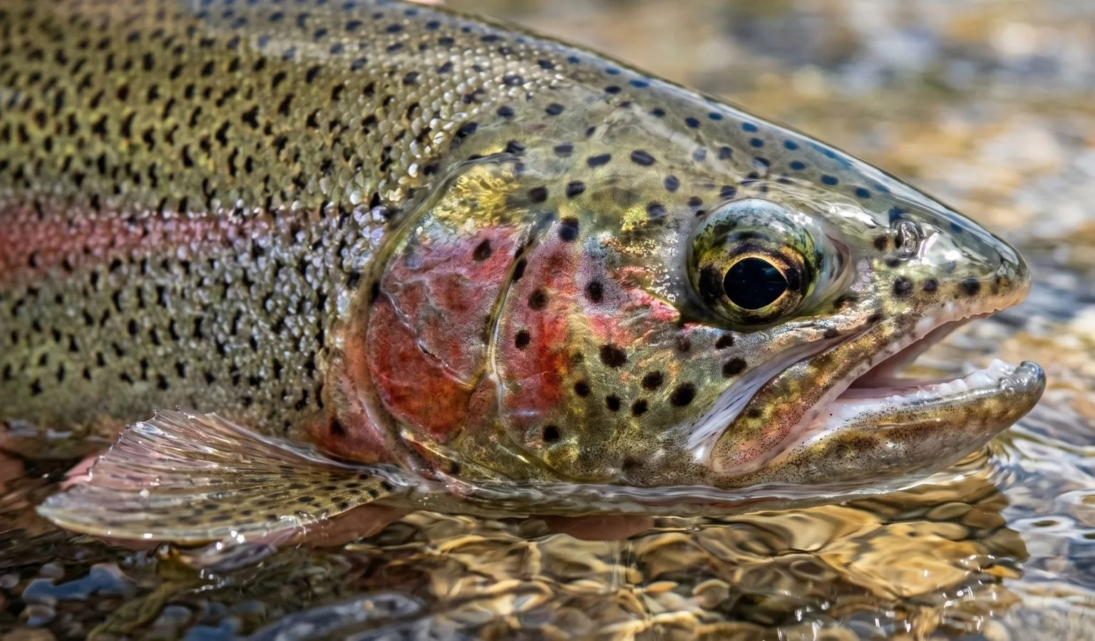 Best Fishing Tips for the Bighorn River This Weekend, June 15, 2026