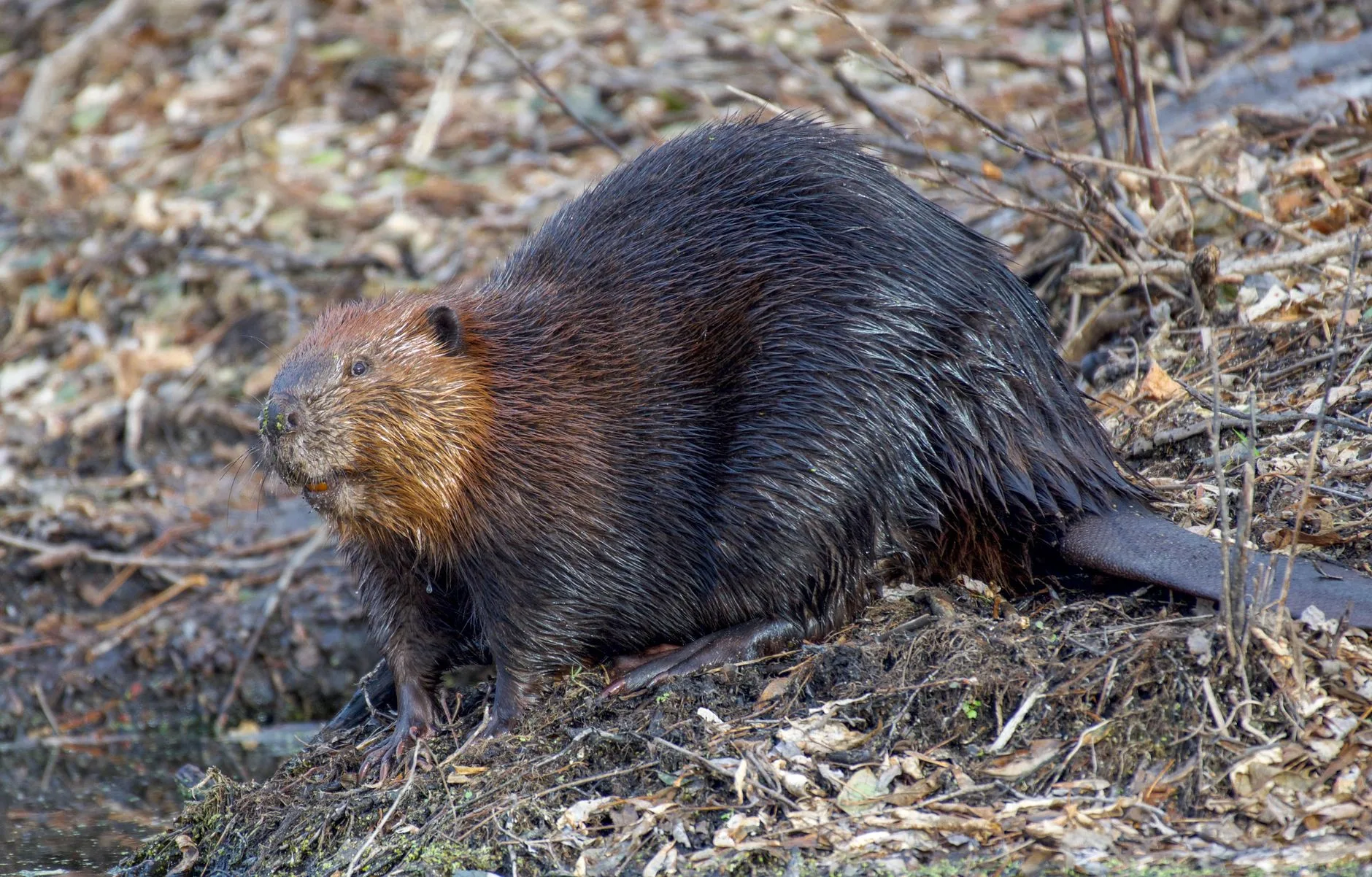 Beavers Rewilded 12,000 Montana Wetland Acres Better Than Anyone Expected
